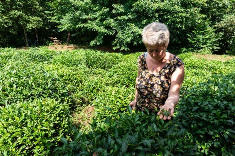 How to Be a Responsible Traveler: 10 Easty Ways 10 Georgian tea