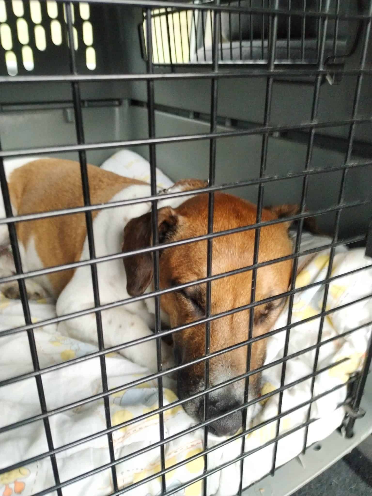 Pet Travel from 10 Things You Need to Know