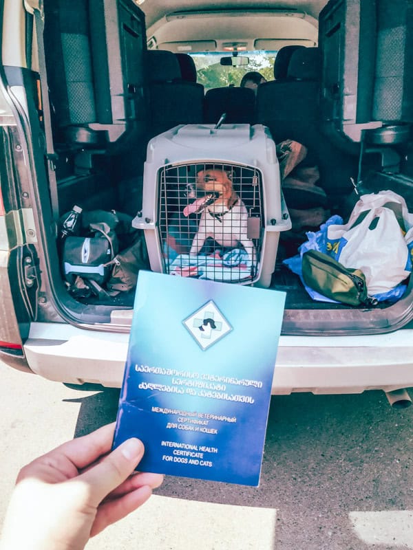 pet travel from georgia