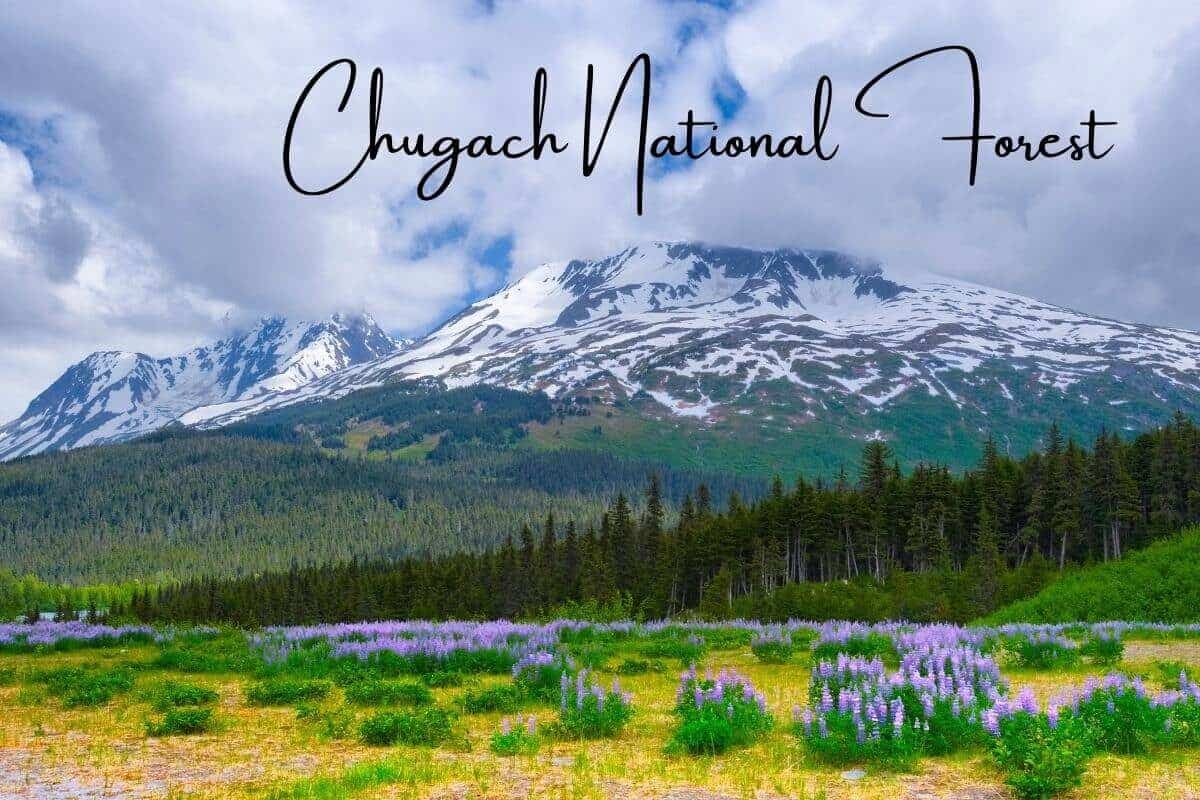 Wildlife in Alaska | Top 10 Natural Places to Set off on Adventure  3 Wildlife in Alaska | Top 10 Natural Places to Set off on Adventure  3