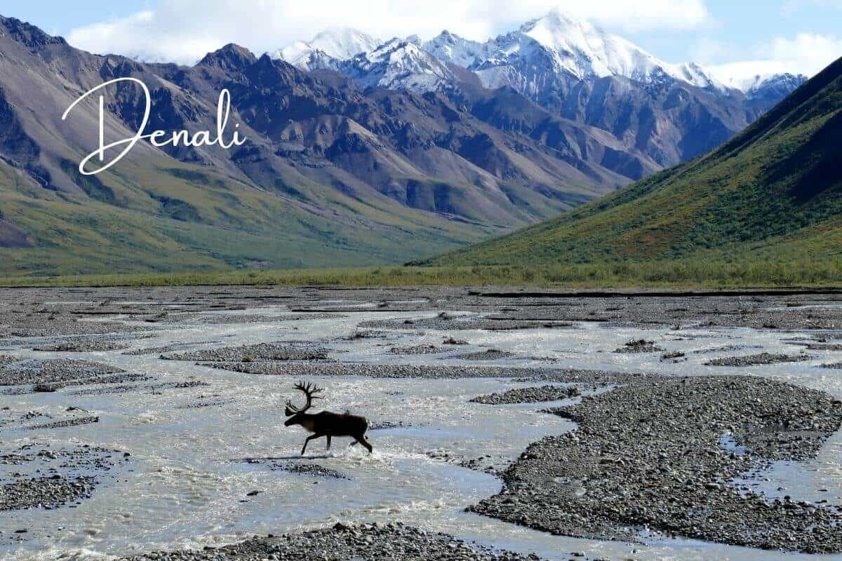 Wildlife in Alaska | Top 10 Natural Places to Set off on Adventure  1 Wildlife in Alaska | Top 10 Natural Places to Set off on Adventure  1