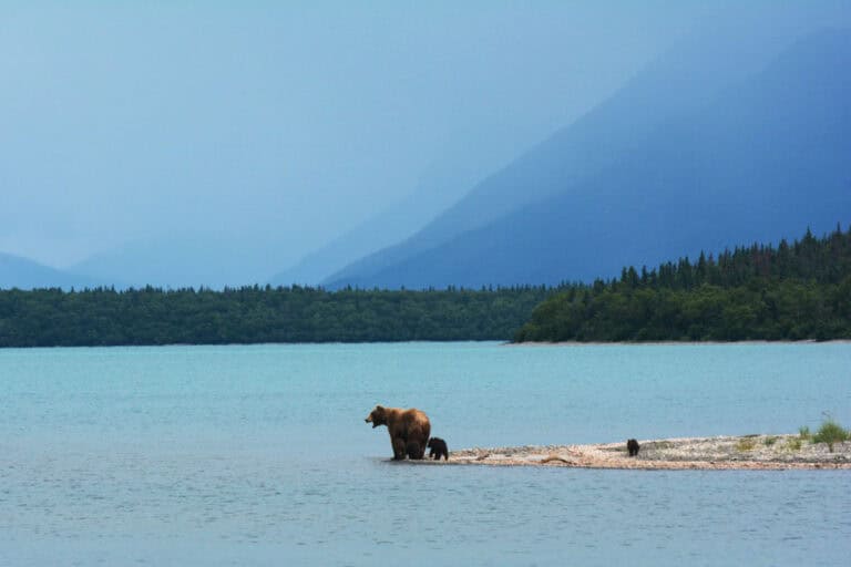 Wildlife in Alaska | Top 10 Natural Places to Set off on Adventure  6 Wildlife in Alaska | Top 10 Natural Places to Set off on Adventure