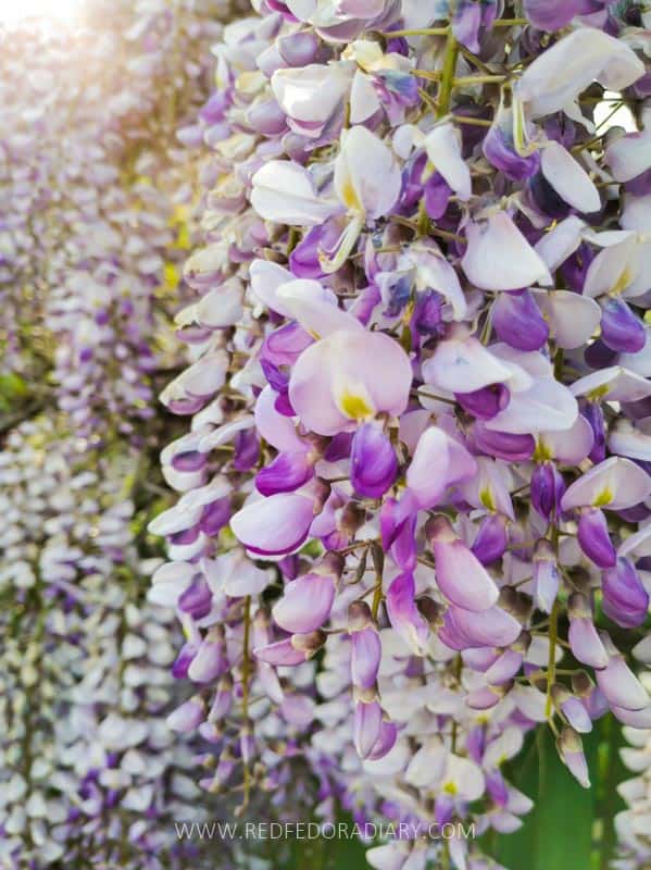 26 Ways to Enjoy Tbilisi in Spring Like a Local in 2025 16 26 Ways to Enjoy Tbilisi in Spring Like a Local in 2025 15