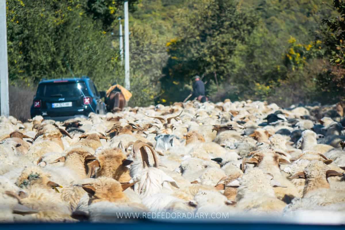 Georgia Travel Tips for 2026: 38 Things to Know Before Trip 18