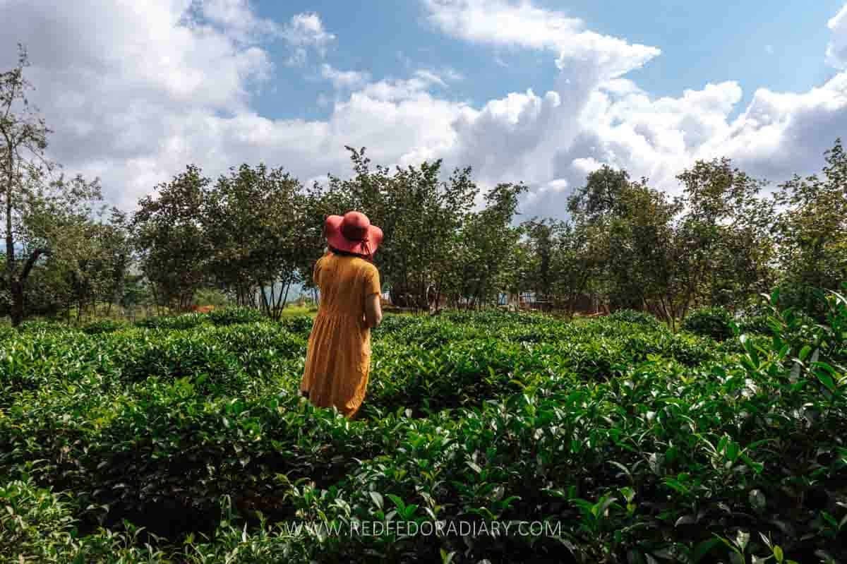 Georgian Tea: A Forgotten Treasure in the World of Teas 14