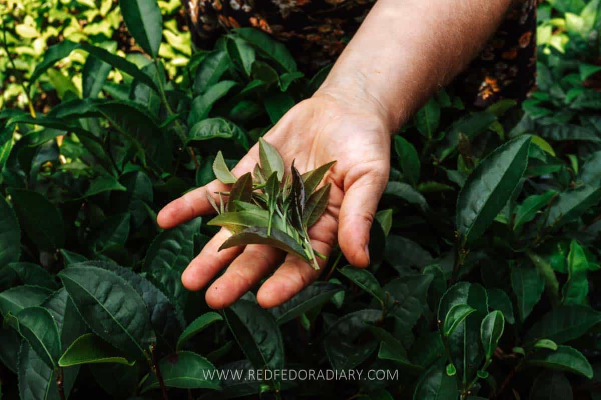 Georgian Tea: A Forgotten Treasure in the World of Teas 12