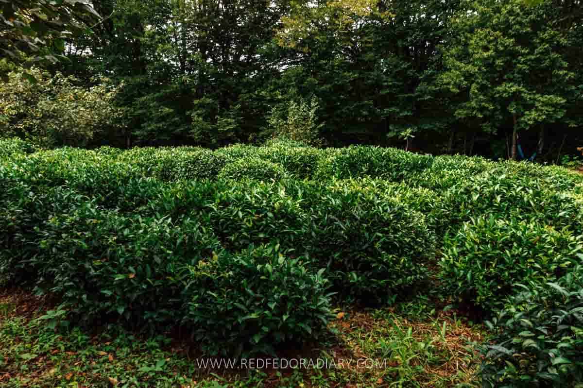 Georgian Tea: A Forgotten Treasure in the World of Teas 7