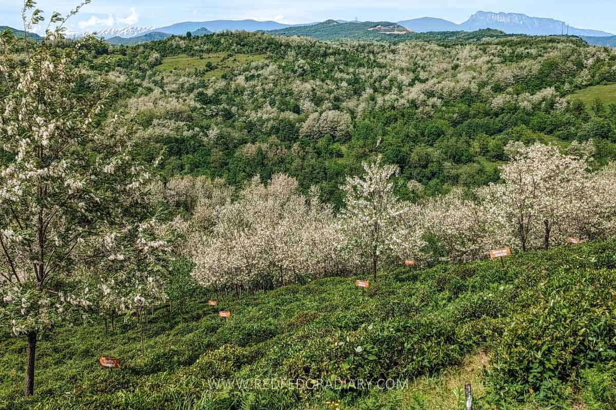 renegade tea estate