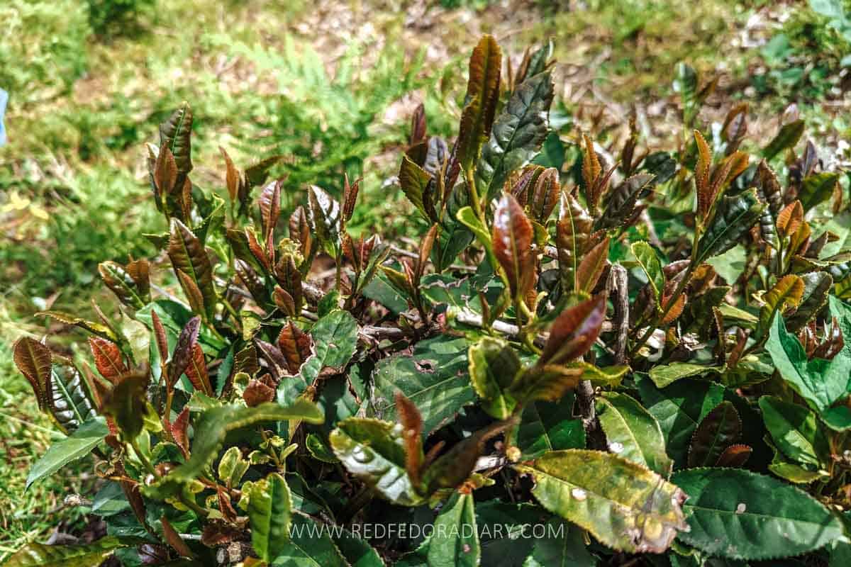 Leaf to Cup: Renegade Tea Estate's Revival of Georgian Tea 3