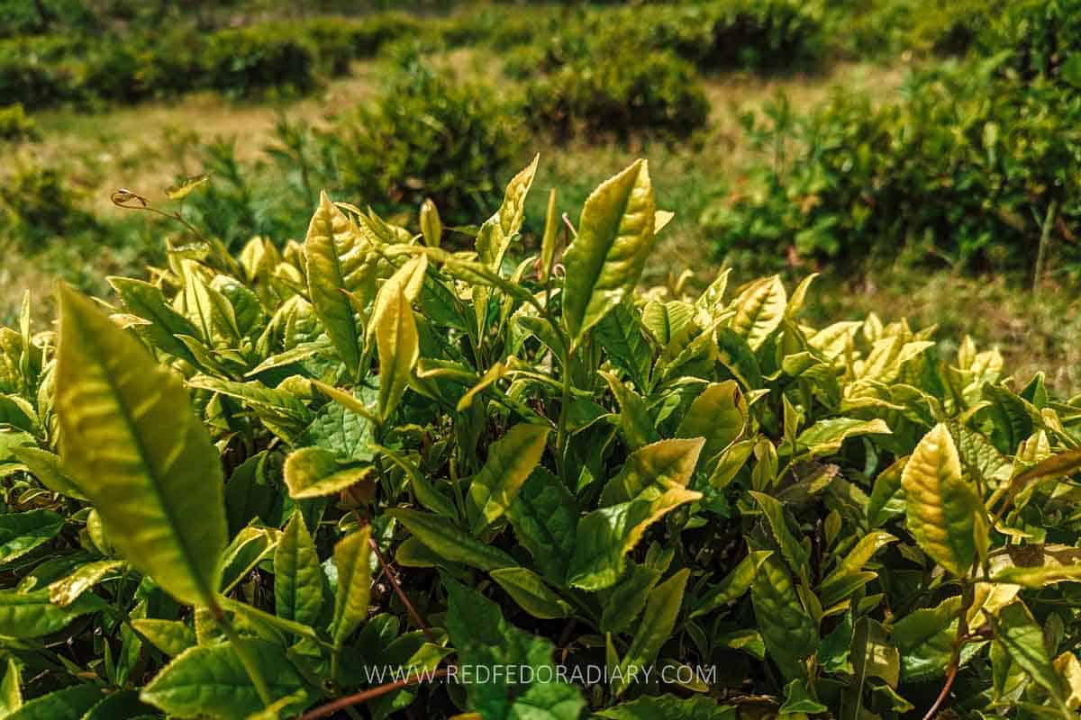 Leaf to Cup: Renegade Tea Estate's Revival of Georgian Tea 2