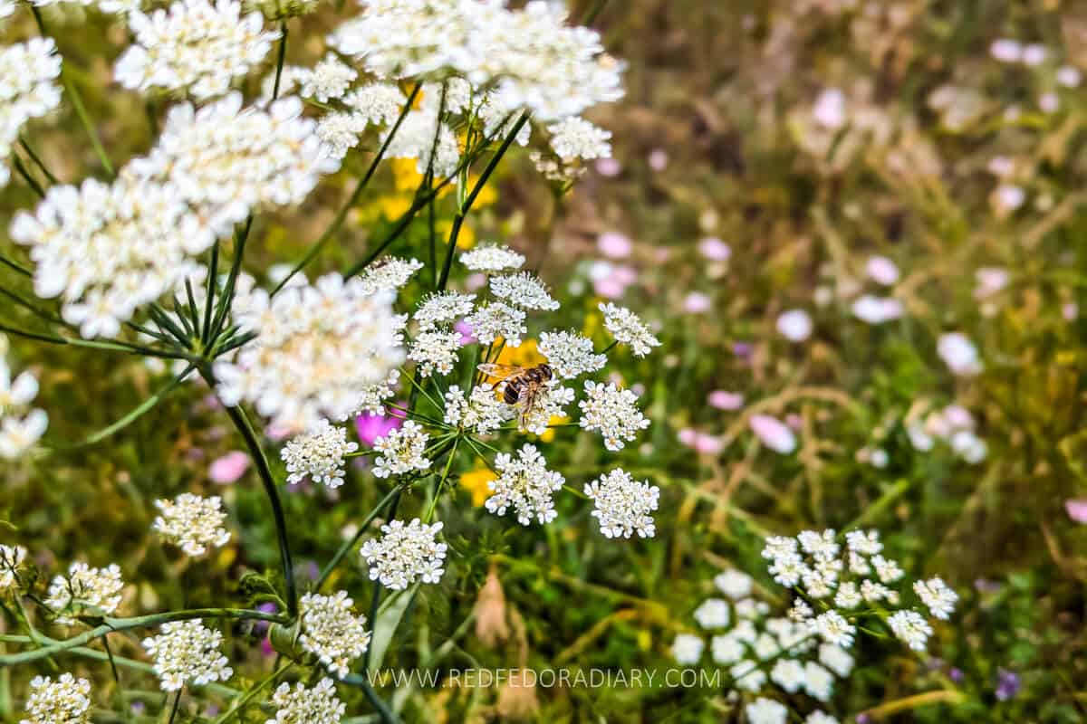 Kojori to Asureti Hike: Walk to Georgia's German Settlement 1