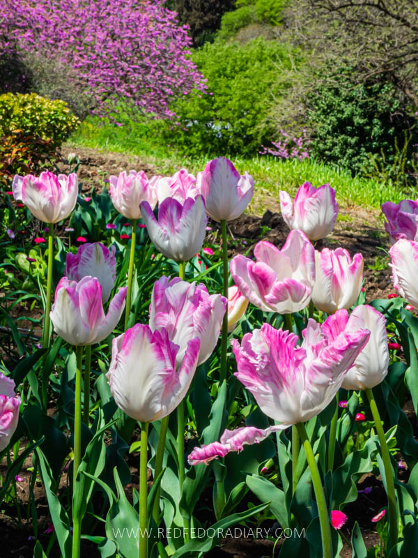 26 Ways to Enjoy Tbilisi in Spring Like a Local in 2025 29 26 Ways to Enjoy Tbilisi in Spring Like a Local in 2025 27