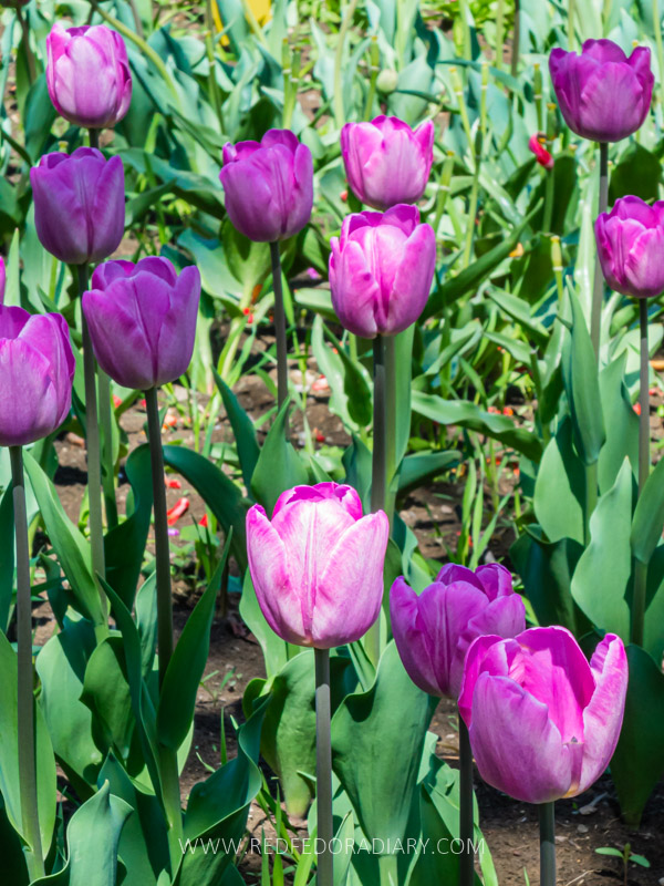 26 Ways to Enjoy Tbilisi in Spring Like a Local in 2025 9 26 Ways to Enjoy Tbilisi in Spring Like a Local in 2025 8