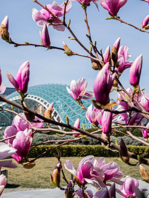 26 Ways to Enjoy Tbilisi in Spring Like a Local in 2025 24 26 Ways to Enjoy Tbilisi in Spring Like a Local in 2025 22