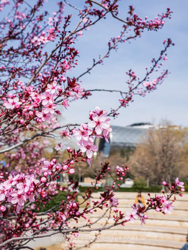 26 Ways to Enjoy Tbilisi in Spring Like a Local in 2025 25 26 Ways to Enjoy Tbilisi in Spring Like a Local in 2025 23