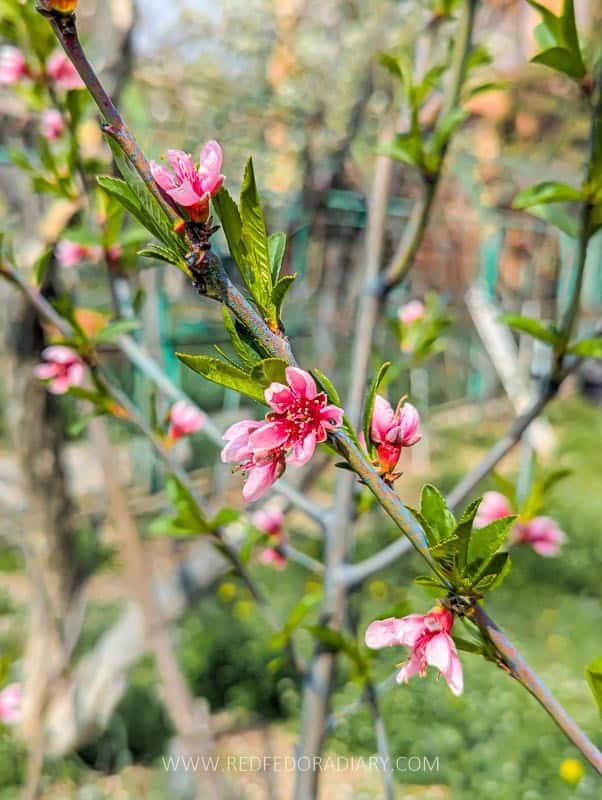 26 Ways to Enjoy Tbilisi in Spring Like a Local in 2025 14 26 Ways to Enjoy Tbilisi in Spring Like a Local in 2025 13