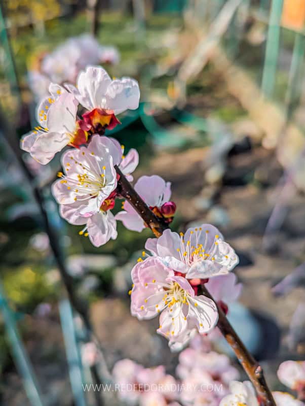 26 Ways to Enjoy Tbilisi in Spring Like a Local in 2025 13 26 Ways to Enjoy Tbilisi in Spring Like a Local in 2025 12
