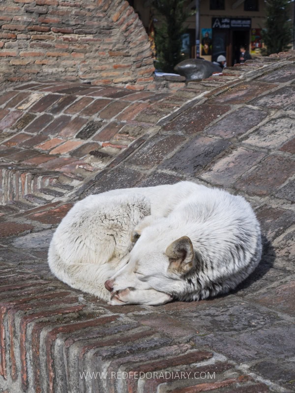 Georgia Travel Tips for 2026: 38 Things to Know Before Trip 28