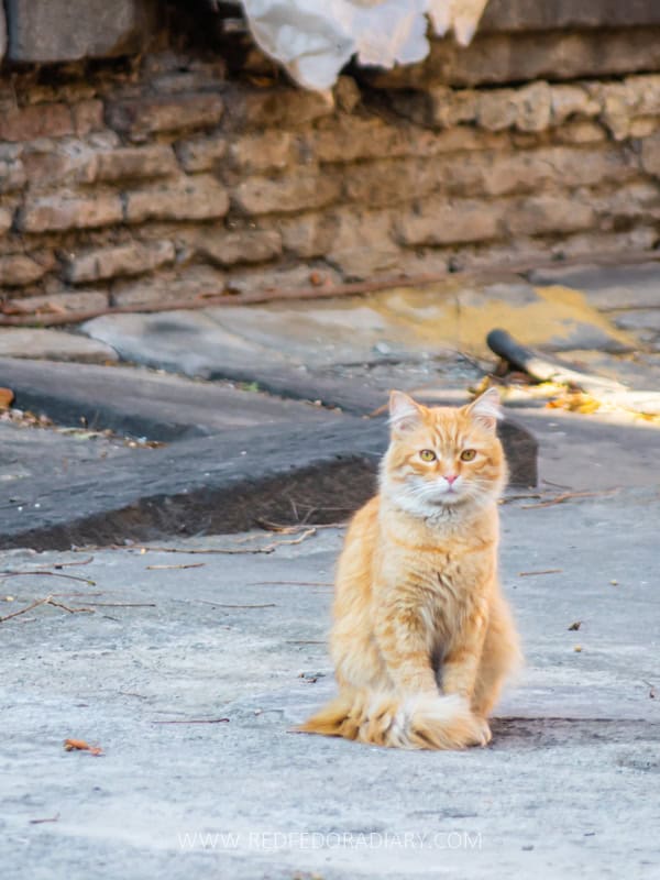 39 Tbilisi Travel Tips from a Local: What You Need to Know 41 39 Tbilisi Travel Tips from a Local: What You Need to Know 35