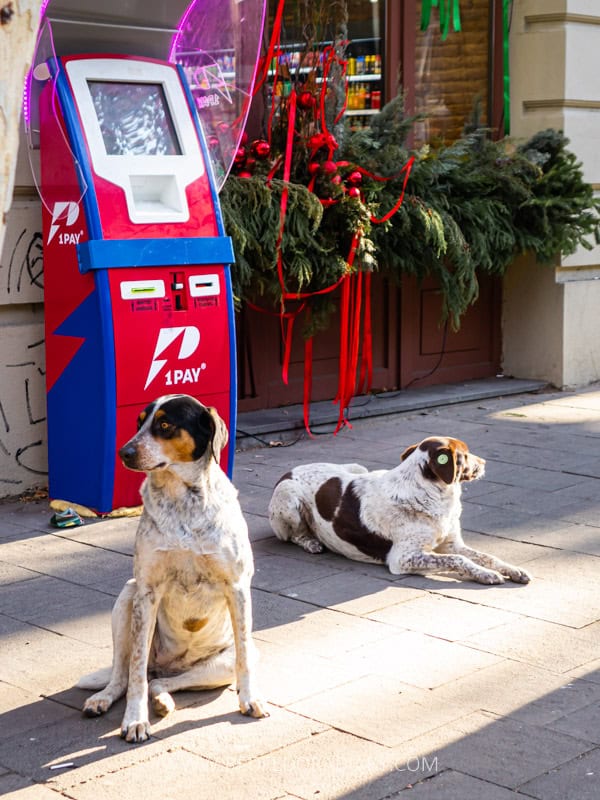 Georgia Travel Tips for 2026: 38 Things to Know Before Trip 29