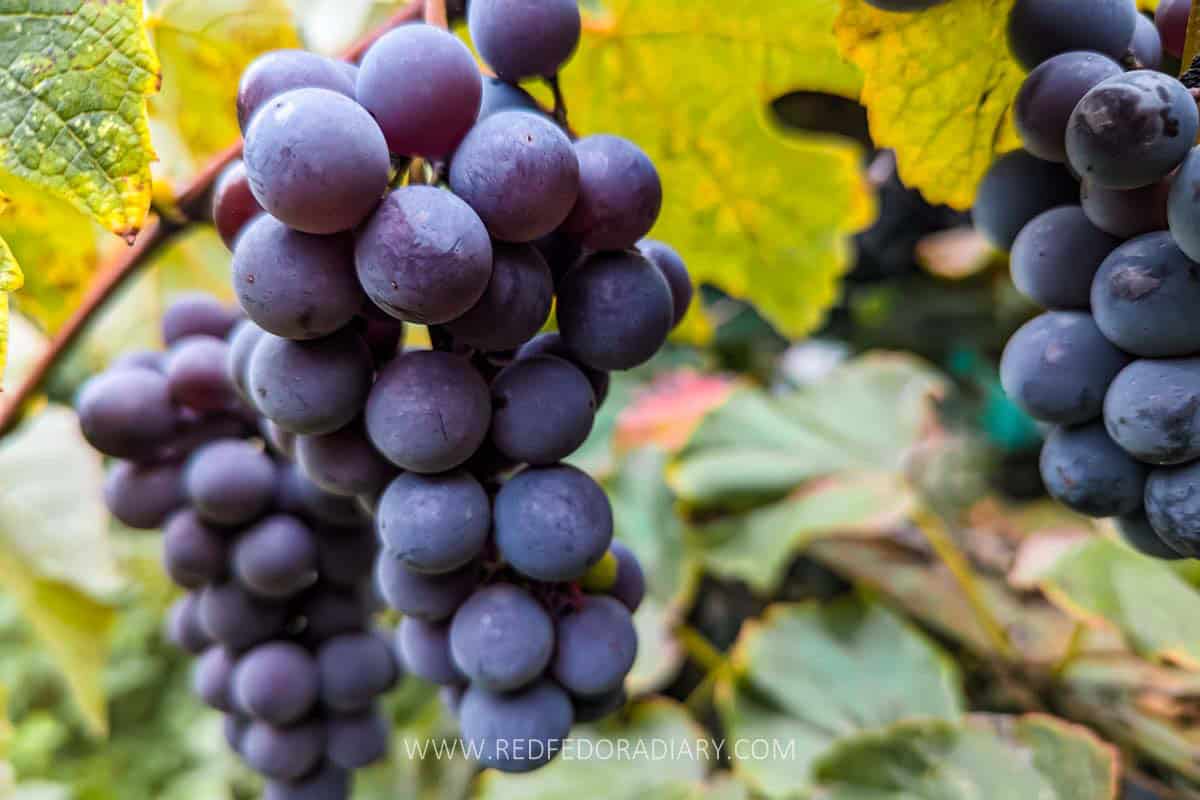 Autumn in Tbilisi: 21 Ways to Experience Fall Like a Local 10 Autumn in Tbilisi: 21 Ways to Experience Fall Like a Local 9