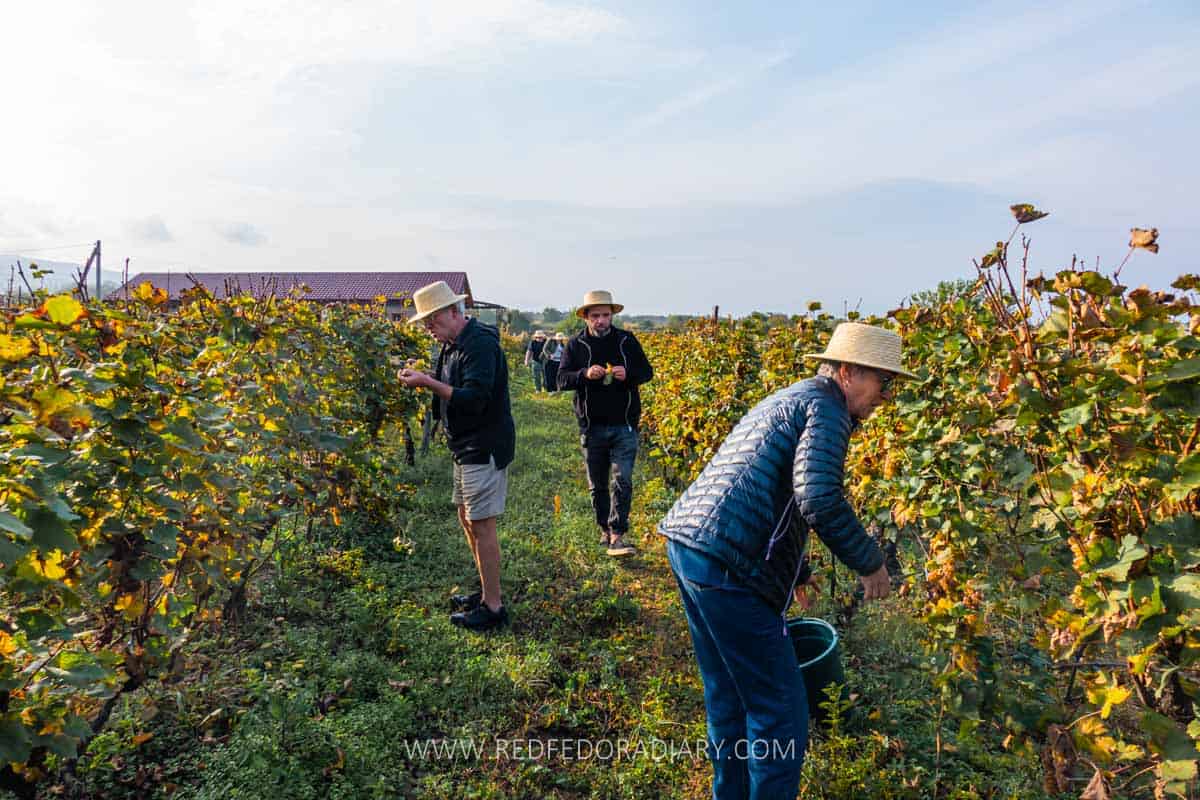 Rtveli in Georgia: When, Where & How to Experience It 1 rtveli in georgia